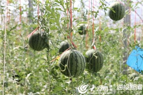 康县网红吃瓜视频爆料曝光,一场网络爆料的背后真相  第1张